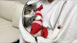パーカーの中から出てくれない甘えんぼ猫がまじかわいすぎた…笑【もちまる日記】