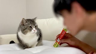 いきなり飼い主がチュールを食べ始めたら猫がこうなったw【もちまる日記】