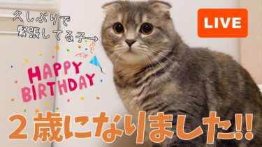 【祝】つむの誕生日ライブ！2020/09/17 21:15~【まんまる猫】つむチャンネル。