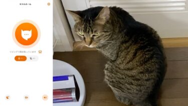凶暴猫に猫語翻訳アプリを使ったらすごい結果に…【てん動画】