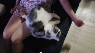 ママの脚にケツだけ乗っけて寝る白モフ猫、とか。【kokesukepapa】