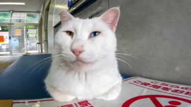 港猫の凶暴猫の白猫ちゃん、昼間は待合室でノンビリ休んでいます【感動猫動画】
