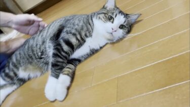 「ご自由にどうぞ」と無表情でクルクル回される猫【ひのき猫】