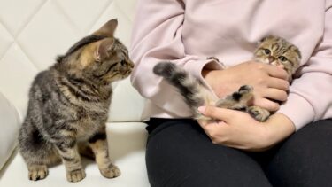 先住猫を放置して新入り子猫を可愛がってたら嫉妬してこうなりましたw【ちょりちゃみチャンネル】