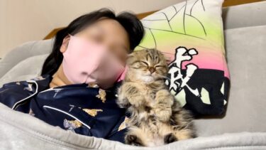 初めての添い寝が心地良すぎて仰向けになって眠ってしまった子猫w【ちょりちゃみチャンネル】