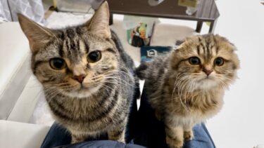 帰宅すると何度も膝の上に乗って寂しさをぶつけてくる子猫w【ちょりちゃみチャンネル】