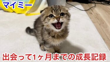 子猫マイミー〜1ヶ月までの成長記録と思い出〜【ちょりちゃみチャンネル】