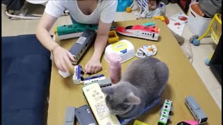 完全ティッシュ潰し猫 VS ママ【kokesukepapa】