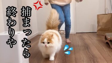 必死すぎる猫と必死すぎる飼い主【猫のレモンちゃんねる】