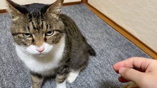 半年ぶりに実家猫に触ろうとした結果…【てん動画】