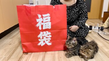 2000円で買った巨大な猫用福袋を猫たちと開封してみた結果!!【ちょりちゃみチャンネル】