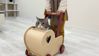 久しぶりに会ったお嬢の遊びに付き合ってあげてる猫がかわいすぎたw【もちまる日記】