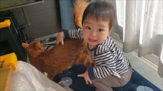 三男(一歳児)と遊んでくれる姉貴分のお花ちゃん【kokesukepapa】