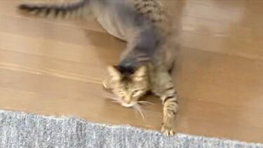 暴れ狂う我が家のニャルガクルガ…【てん動画】
