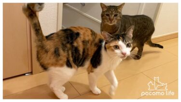 夜中にトイレに行くと一緒についてきちゃう猫たちが可愛いｗ【ぽてとチャンネル】