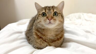 ちゃっかりとテレビCMに出演した猫！【ポムさんとしまちゃん / ねこべや】