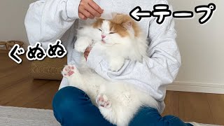 凶暴猫の頭にテープを貼ると無抵抗になるらしいのでやってみた結果！【猫のレモンちゃんねる】