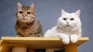 ただいま！【ポムさんとしまちゃん / ねこべや】
