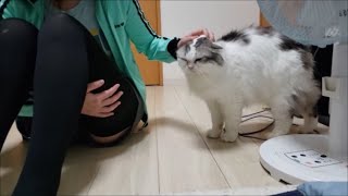 珍しく主の部屋にきたママに甘えちゃう白モフ猫【kokesukepapa】