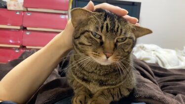 体調不良の俺を看病する本当は優しい凶暴猫がこちら…　まとめ【てん動画】