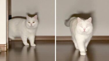 早朝に手を叩いてみたら寝起きの猫が飛んできたw【ポムさんとしまちゃん / ねこべや】