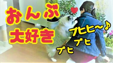 背中から離れない ブヒかわ猫 コハク君 Ragdoll Cat Kohaku【Chika Cat】