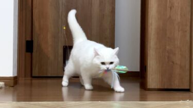 猫が唸り声をあげながら獲物を持ってきてくれました…！【ポムさんとしまちゃん / ねこべや】