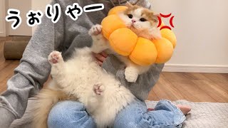 ポン・デ・ライオン(猫)の爪切りはいつもより大変すぎました🦁【猫のレモンちゃんねる】