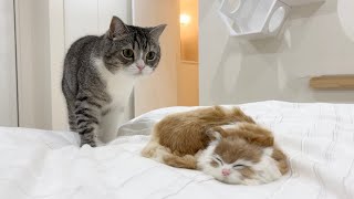 自分の布団で知らない子猫が寝てたら猫がこうなりました…笑【もちまる日記】