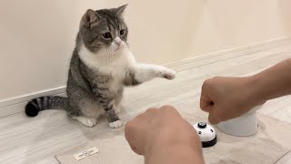 当てっこゲームでどっちにもおやつがなかったときの猫の反応がかわいすぎたw【もちまる日記】