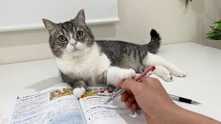 徹夜で勉強してたらやきもち焼いて邪魔してくる猫に困ってます…【もちまる日記】