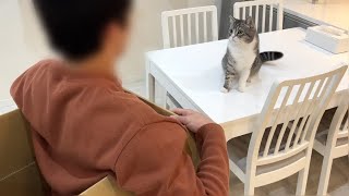 ダンボールの中から大好きな友人が登場したときの猫の反応がこちらw【もちまる日記】