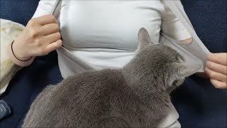 ママの服の中に招かれる灰猫 (概要欄・花ちゃん一生お薬生活確定)【kokesukepapa】