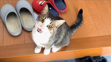 豆大福の真似して散歩でゴロゴロ転がる猫【ひのき猫】
