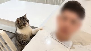 いつも猫がイタズラする場所に飼い主の顔パネルを置いたらこうなったw【もちまる日記】