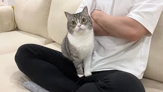 膝に乗ってもなでなでしてもらえなかったときの猫の反応がかわいすぎた笑【もちまる日記】