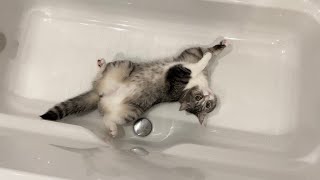 猫が浴槽から出てくれないのでそのままお湯を入れたらこうなった…笑【もちまる日記】