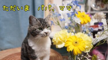 『ただいま　パパ、ママ』　リキちゃんが小さくなって帰って来てくれました 【リキちゃんねる　猫動画】 キジトラ猫のいる暮らし　～羊毛フェルト～