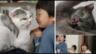 白ボウズ猫と仲良しの次男＆愛想のいい灰色猫【kokesukepapa】