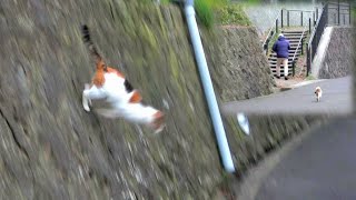 全速力でおじさんを追いかける三毛母猫🏃【CuteWoo】