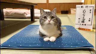 猫と泊まれる旅館でもち様とお泊まり会したら最高すぎました…笑【もちまる日記】