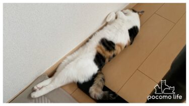 連日の猛暑で変な溶け方をする猫がこちらｗ【ぽてとチャンネル】