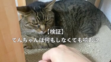 【検証】てんちゃんは何もしなくても噛む説【てん動画】