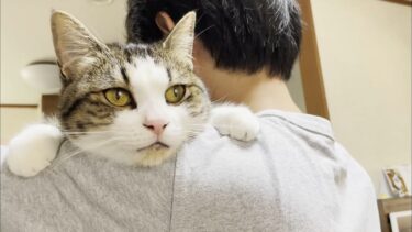 ベロが出る、ヨダレもでる猫が超かわいい【ひのき猫】