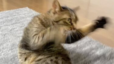 てんちゃんが誘惑してきたので触ったらブチギレられました…【てん動画】