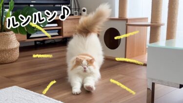 体調が良くなってぴょんぴょん喜ぶ猫がかわいすぎた！【猫のレモンちゃんねる】