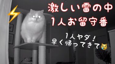 雷の中ひとりでお留守番してる猫の様子がおかしくなっていました汗【猫のレモンちゃんねる】