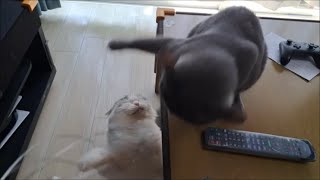 4Kですずともちのバトル！あと頭ゾワゾワ器とか【kokesukepapa】