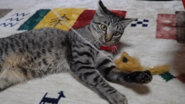 獣毛マウスに大興奮な猫ガーちゃん☆リキちゃんが残してくれたたのしいおもちゃ【リキちゃんねる　猫動画】 キジトラ 猫のいる暮らし