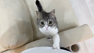 夜中に出かける準備をすると必死に引き止めてくる猫がかわいすぎました…【もちまる日記】
